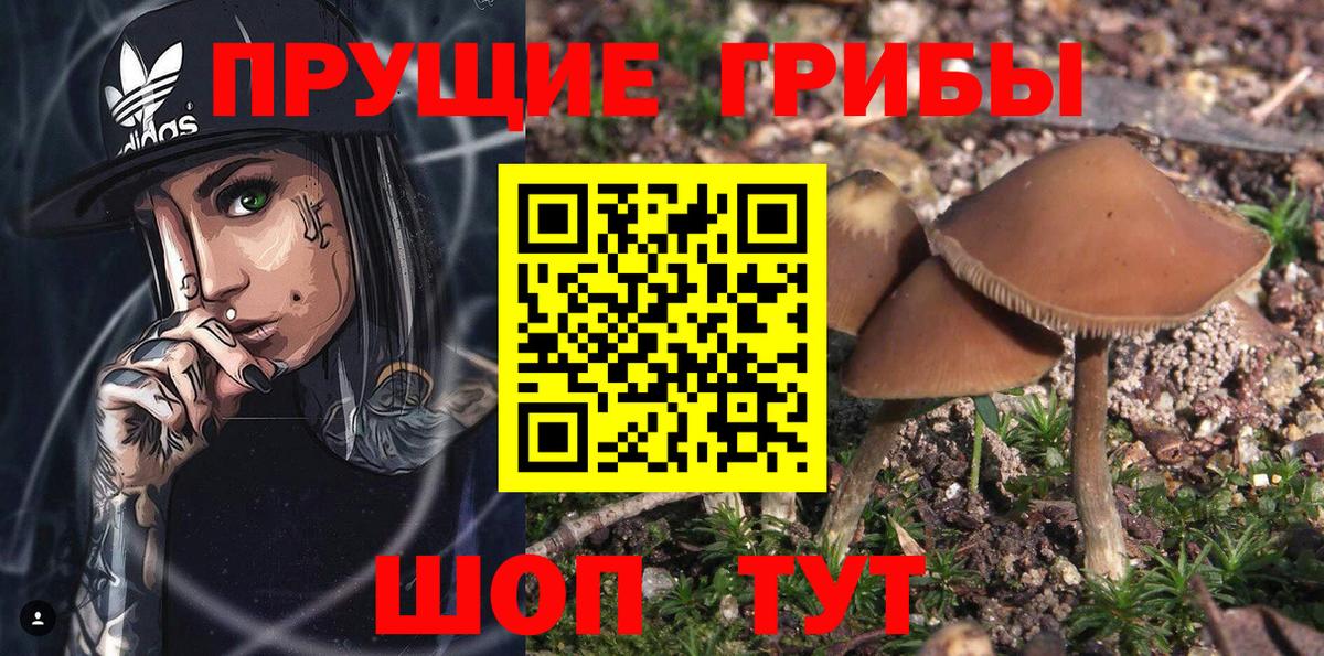Галлюциногенные грибы Psilocybine cubensis  Вход с VPN  Будённовск 